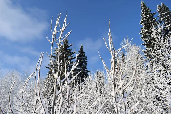 Śnieżna Bajka Zimowy Krajobraz Drzewa Śniegu Las Pokryty Śniegiem — Zdjęcie stockowe