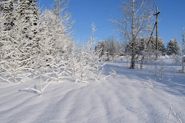Conto Fadas Neve Paisagem Inverno Árvores Neve Floresta Coberta Neve — Fotografia de Stock