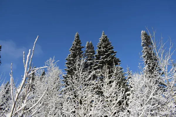 Invierno Bosque — Foto de Stock