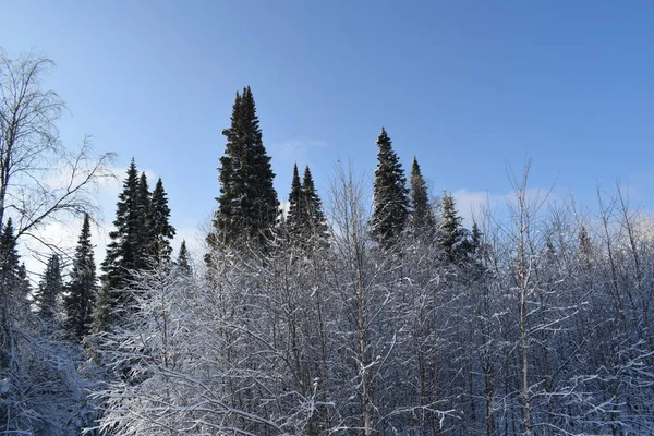 Cuento Hadas Nieve Paisaje Invernal Árboles Nieve Bosque Cubierto Nieve — Foto de Stock