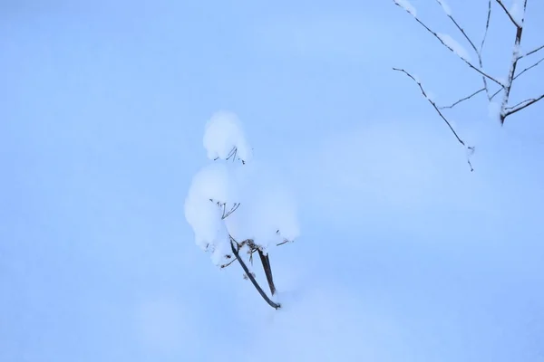 Сухая Трава Снегом — стоковое фото