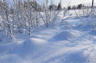 Ağaçlar ve karla kaplı kış manzarası