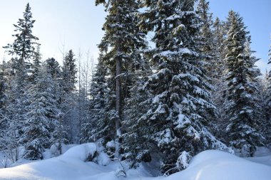 Kar masalı, kış manzarası, kardaki ağaçlar, karla kaplı orman.