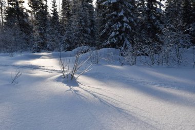 Ağaçlı kış manzarası
