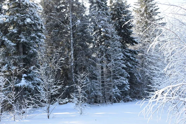 Χιόνι Παραμύθι Χειμερινό Τοπίο Δέντρα Στο Χιόνι Χιονισμένο Δάσος — Φωτογραφία Αρχείου
