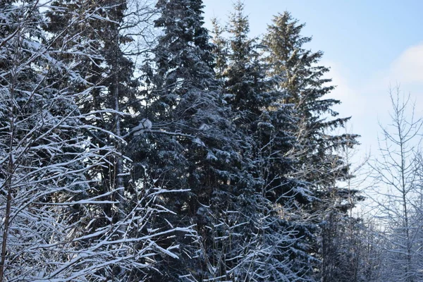 Sneeuwsprookje Winterlandschap Bomen Sneeuw Besneeuwd Bos — Stockfoto