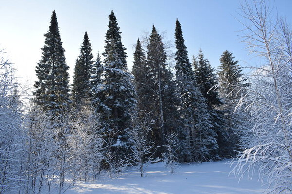 Snow fairy tale, winter landscape, trees in the snow, snow-covered forest