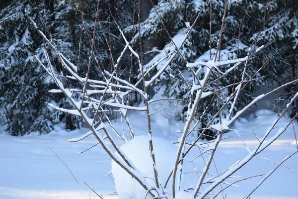 Snö Saga Vinter Landskap Träd Snön Snötäckt Skog — Stockfoto