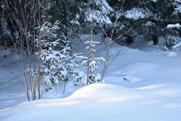 白雪公主的故事 冬日的风景 雪地里的树木 白雪覆盖的森林 — 图库照片