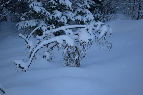 Paesaggio Invernale Con Alberi — Foto Stock