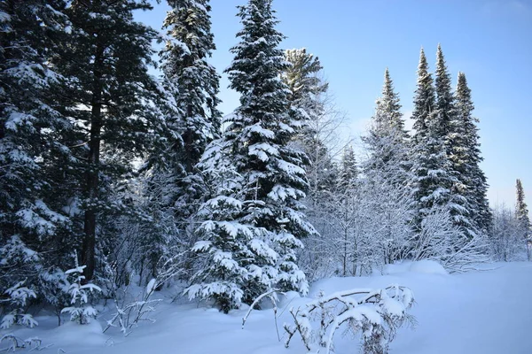 Krajobraz Zimowy Drzewami — Zdjęcie stockowe
