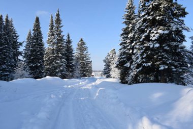 Kış ormanında yol