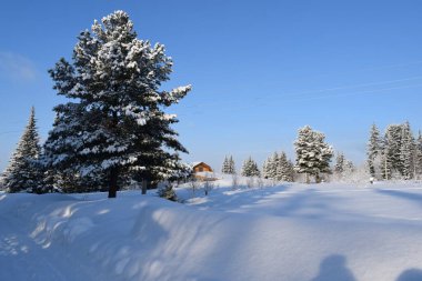 Kış ormanında yol