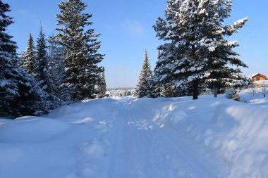 Kış ormanında yol