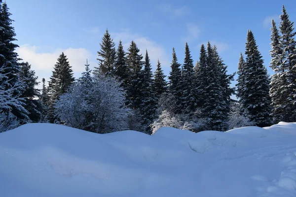 Invierno Paisaje Montaña Con Árboles Nieve — Foto de Stock