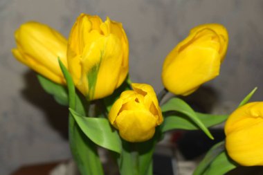 Pencerede vazodaki laleler