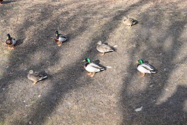 kanalda ördek yüzmek