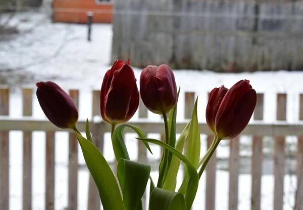 Tulips Vase Window — Stock Photo, Image