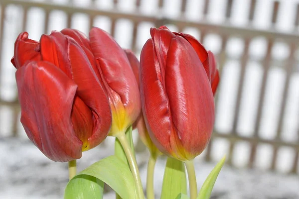 Tulipas Vaso Janela — Fotografia de Stock