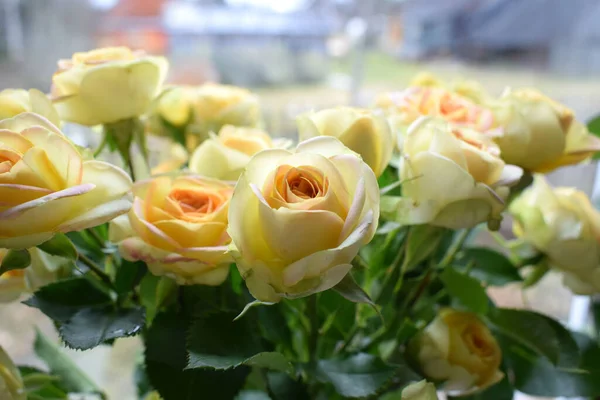 Gelbe Rose Fenster — Stockfoto