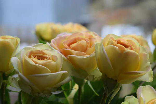 Желтая Роза Окне — стоковое фото
