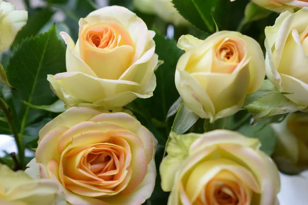 Желтая Роза Окне — стоковое фото