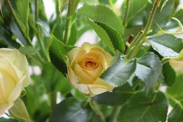 Gelbe Rose Fenster — Stockfoto