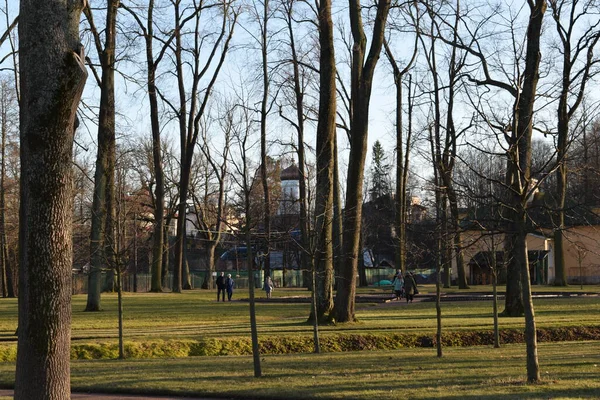 散步的地方 公园里的树木 — 图库照片