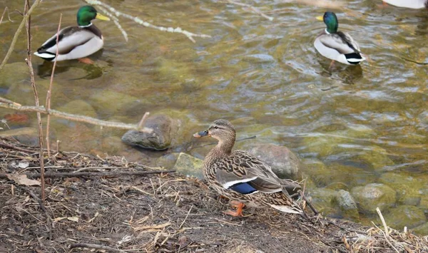 Canards Nagent Dans Canal — Photo