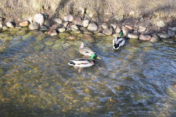 Eenden Zwemmen Het Kanaal — Stockfoto