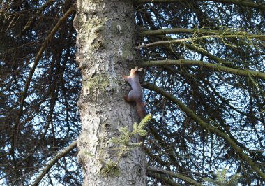 Parkta yaşayan sincap.