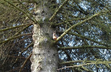 Parkta yaşayan sincap.