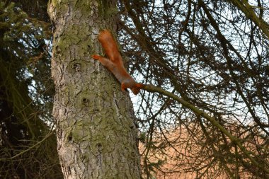 Parkta yaşayan sincap.