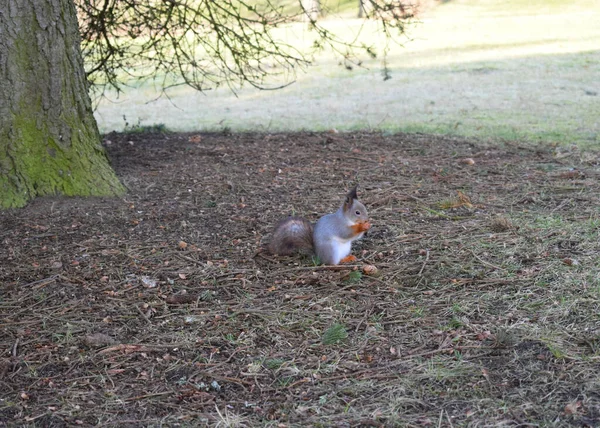 Squirrel Living Park — Stock Photo, Image