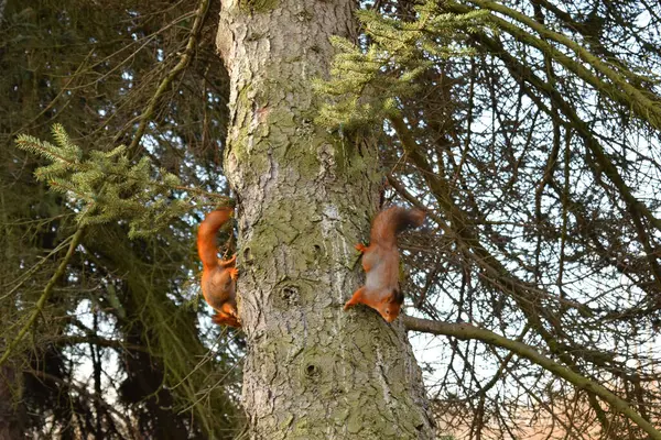 Eichhörnchen Leben Park — Stockfoto