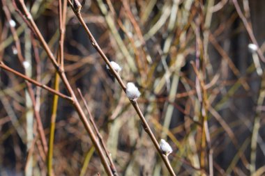 Ağaç dalları, arkaplan fotoğrafı, dallar