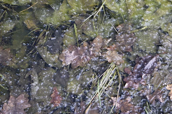 Лед Замерзшая Вода Абстрактный Фон — стоковое фото