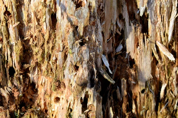 Abstract Background Structure Old Tree Stump — Stock Photo, Image