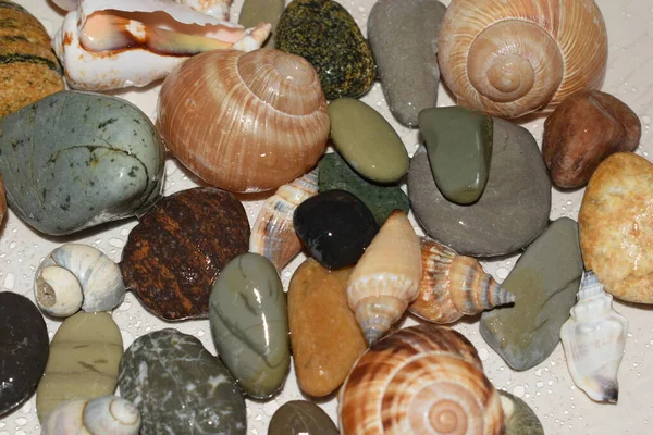 砂の上の貝殻や岩は — ストック写真