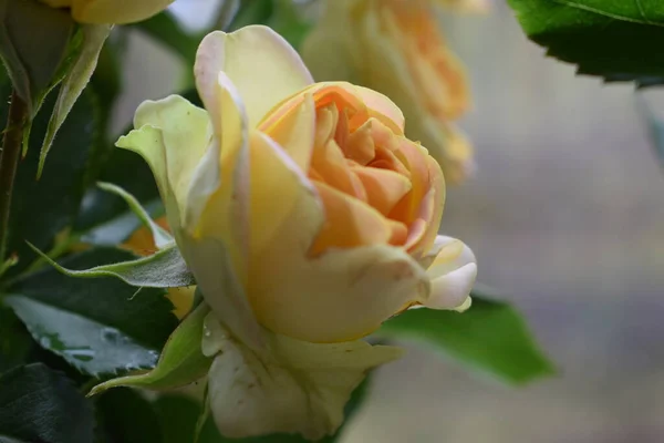Gelbe Rose Blütenknospe Blütenblatt — Stockfoto