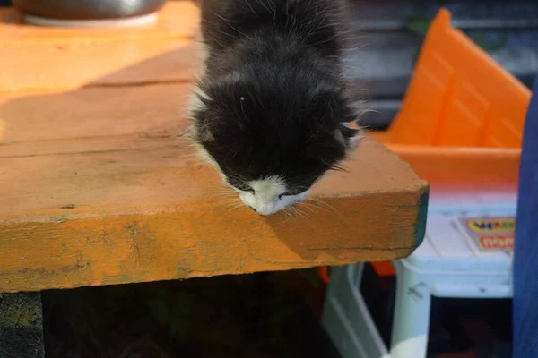 Gatinho Caminha Rua — Fotografia de Stock