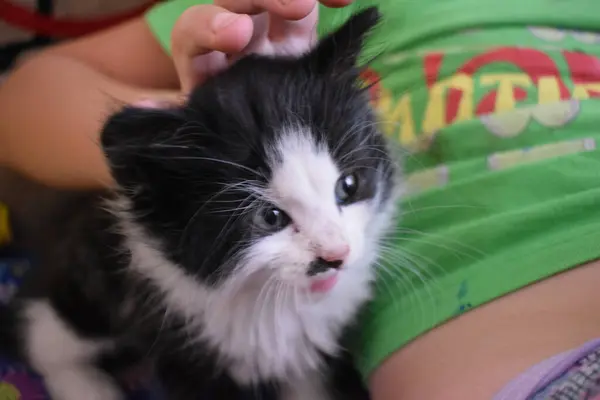 Niño Acariciando Gatito — Foto de Stock