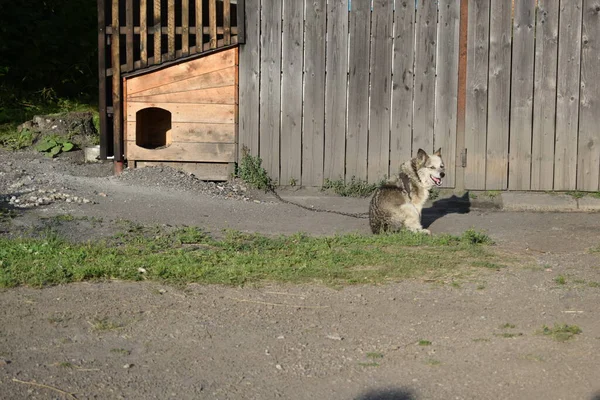 Der Hund Bewacht Das Haus — Stockfoto