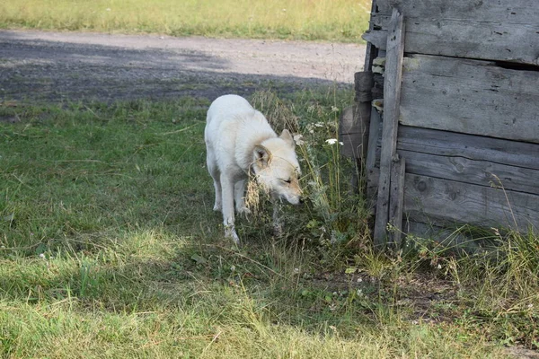 Pies Ulicy Pobliżu Budki — Zdjęcie stockowe