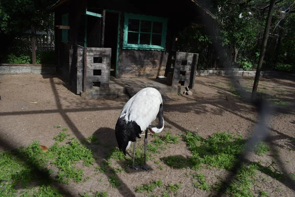 Pássaro Aviário Jardim Zoológico — Fotografia de Stock