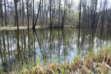 Sudaki ağaçların yansıması, Park