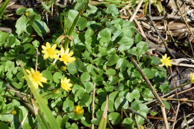 Parkta sarı bahar çiçekleri