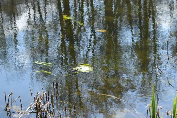 Frosch Teich Natur Frühling — Stockfoto