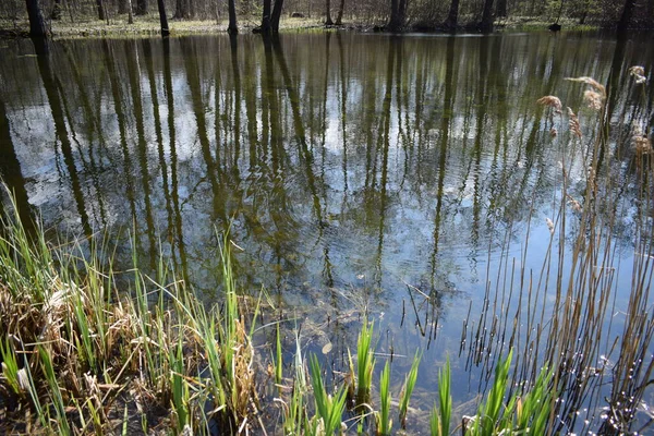 Tükröződik Fák Vízben Park — Stock Fotó