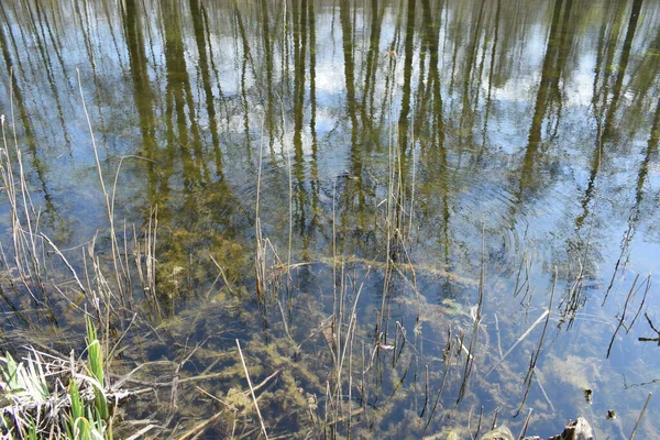 Reflectie Van Bomen Het Water Park — Stockfoto